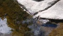 Sangsue chutes Weber