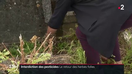 Pesticides : les herbes folles font leur retour