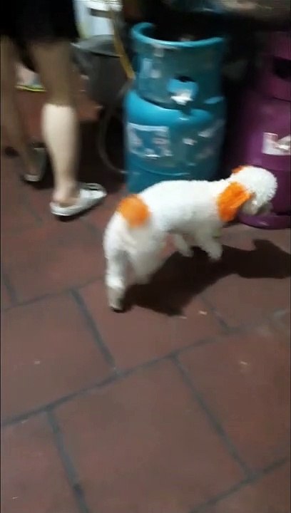 Chú chó Thân Trắng, Tai và Đuôi màu vàng rất dễ thương