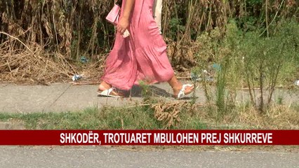 SHKODËR, TROTUARET MBULOHEN PREJ SHKURREVE