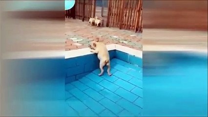 Best Funny Video Funniest Fails Funny Animal Videos Latest !!!!