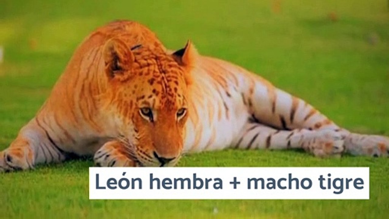 Los 10 animales híbridos más extraños del mundo