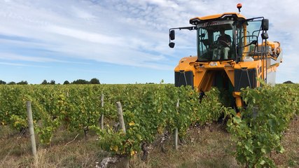 Les vendanges ont commencé dans le pays de Retz. Ici, le domaine du Sillon Côtier.