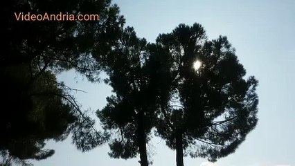 Andria: in villa sono arrivati i pappagalli selvatici