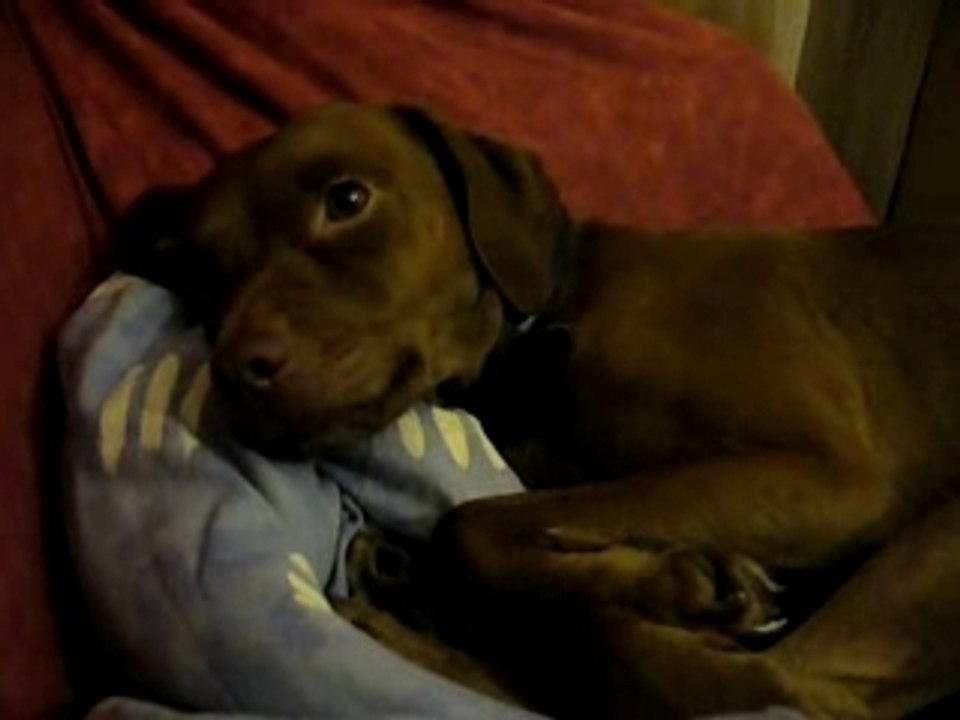 CANELLE DOGSUPERSTAR
