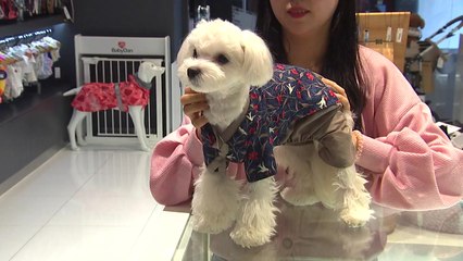 한복에 피자까지...반려동물 이색 추석 선물 '눈길' / YTN