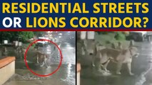 Lions found roaming on Gujarat's Junagadh streets, video goes viral