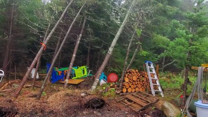 Hurricane Dorian Downs Tall Trees