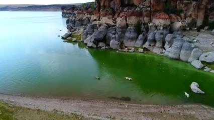 Çin'in han koyunları "Anadolu aslanı"na emanet