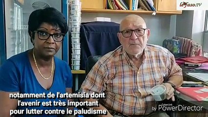 Tisane antipaludique « Artemisia »  Une trouvaille de Jean Claude Legoupil