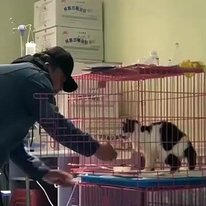 Un chat qui cherche quelque chose autre que la nourriture