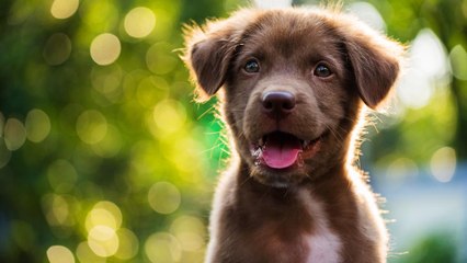 These Are the Most Popular Dog Names for 2019