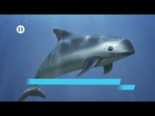 Avistan seis ejemplares de Vaquita marina; reportaje de El Heraldo TV