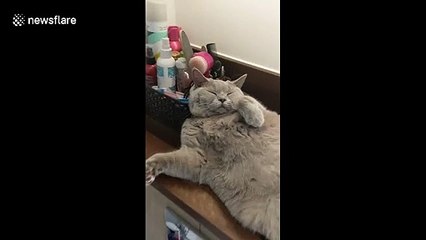Adorable moment very big fat cat snoozes in UK bathroom