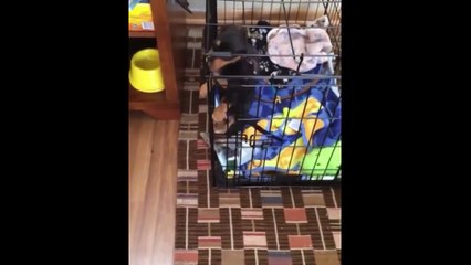 Cute Puppies Doing Funny Things 10  Cutest Dogs