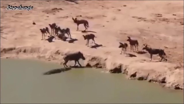 Ce phacochère n'a rien vu venir : crocodile furtif