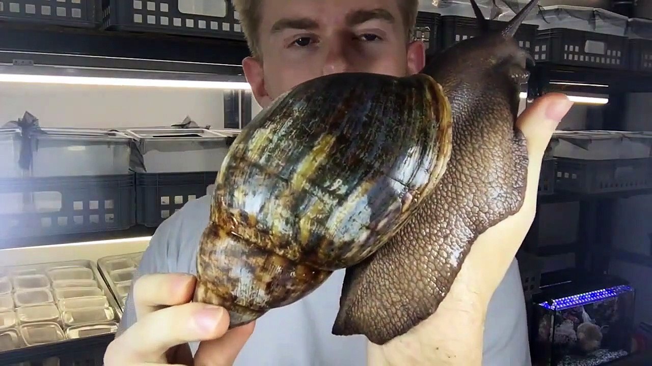 Cet escargot est probablement le plus gros que...