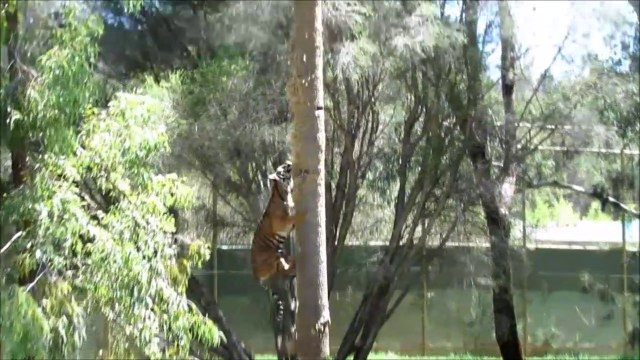 Ce tigre vous montre ses talents de grimpeur. Magnifique