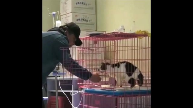 Alors qu'il vient nourrir un chat, ce bénévole va avoir la plus belle preuve d'amour de l'animal