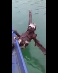 Ce paresseux passe un très bon moment pendant une virée en bateau !