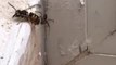 Une guêpe piégée dans une toile d'araignée tente de sauver sa peau !
