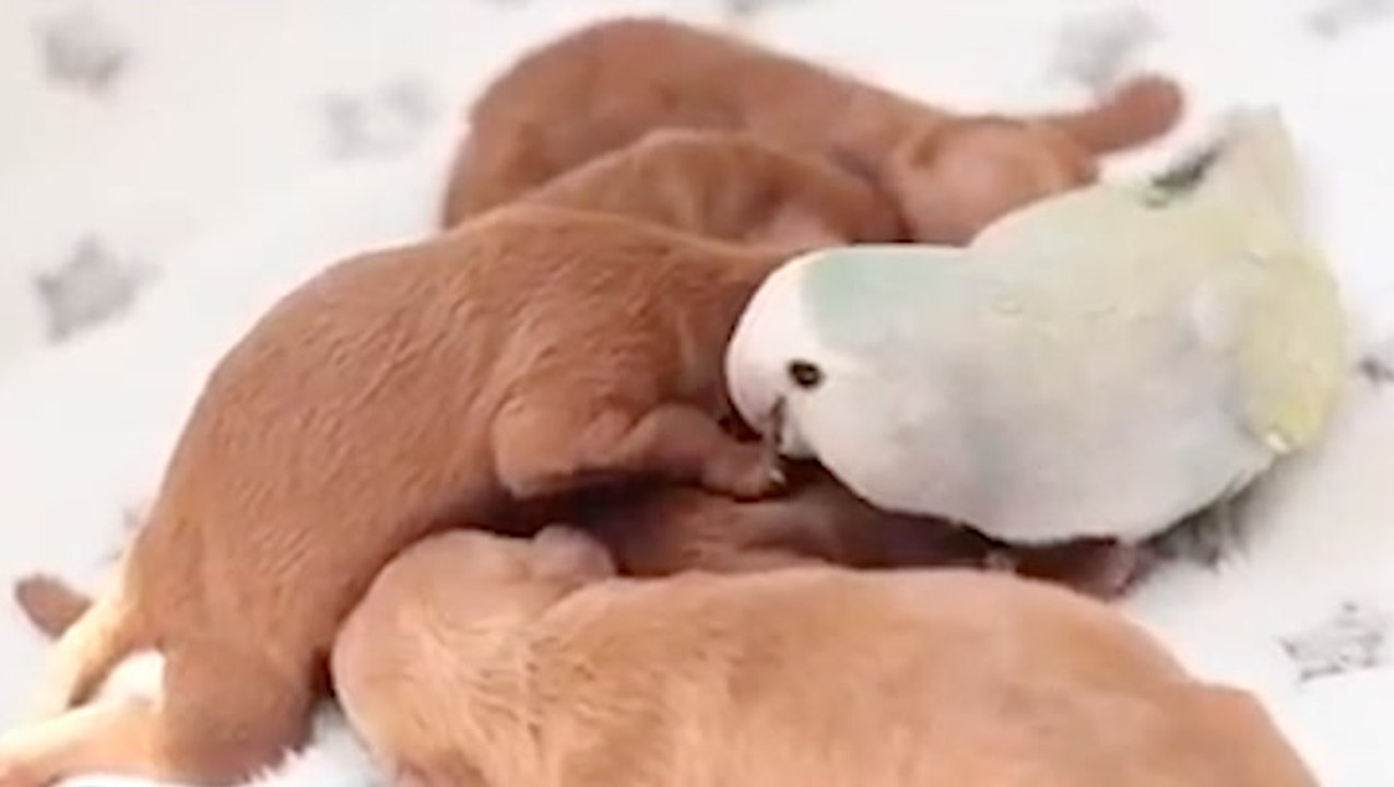 Little Birdie Loves On Pups