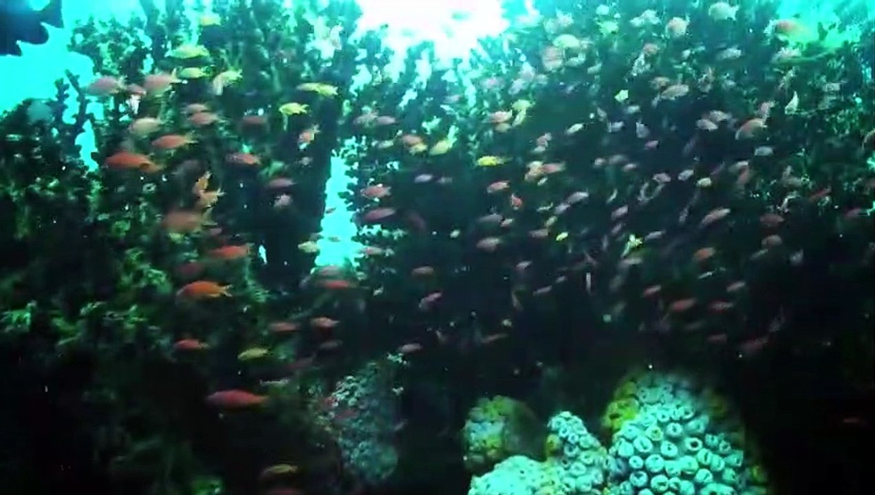 Dyesebel 2014 video Dailymotion