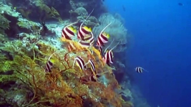 Dyesebel Ang Pagtatapos ng Kabanata Highlight