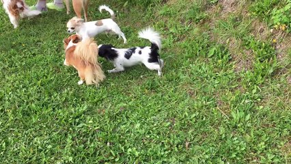 La promenade du soir