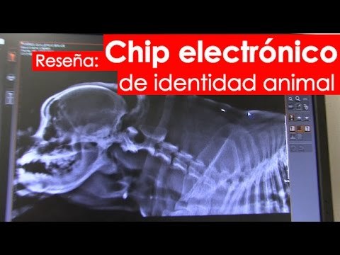 Así funciona el chip para perros