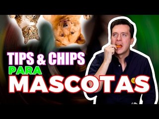 Tips para mascotas - #TipsNChips con @japonton
