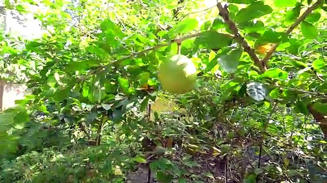 ABC Song - Kids Songs and Nursery Rhymes - Learn English Alphabet from LaLa Kids TV