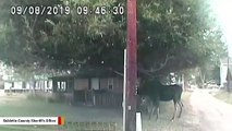 Here's Why People Are Applauding Cops For Using Taser On Moose