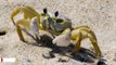 Ghost Crabs Have Teeth In Their Stomachs For Warding Off Predators