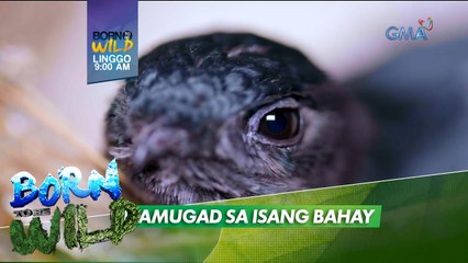 Born to be Wild: Libo-libong swiftlets, namugad at namahay sa isang bahay?