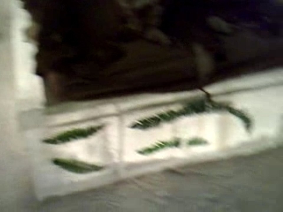 Suite Chlorophyle Ice Hotel 2008