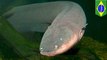 Most powerful electric eel species identified in the Amazon basin