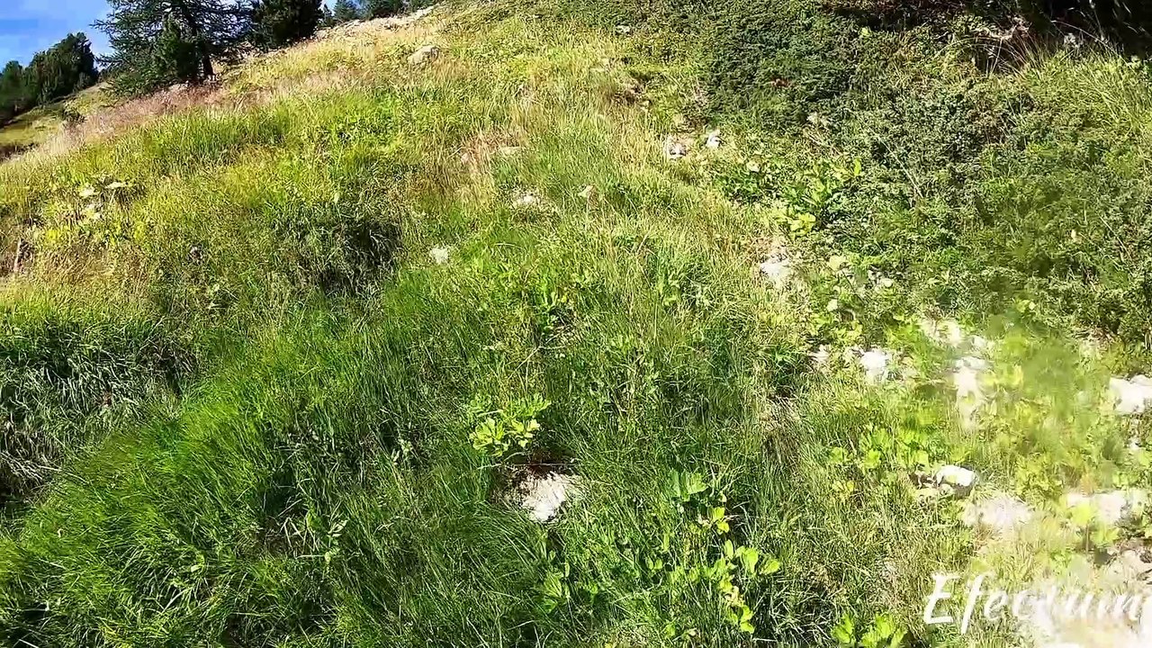 Inna arrêt sur coq tétras dans les Alpes 2019