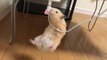 Hamster Struggles to Climb Up Phone Charger's Cord