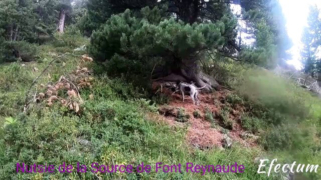 Nutsie arrêt sur jeune tétras dans les Alpes 2019