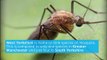 Mosquitos - Eight things you didn't know about mosquitos