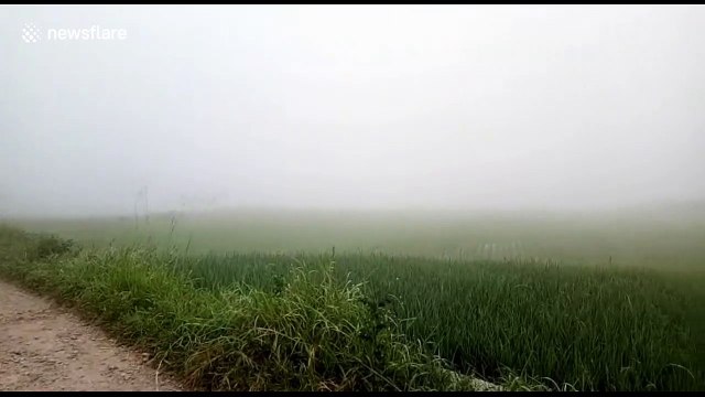 Haze reduces visibility and blankets rice paddies of West Sumatra, Indonesia