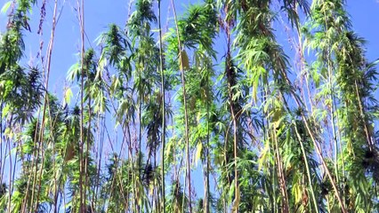 'Kenevirde üretim kadar sanayi sektörünün de gelişmesi lazım' - SAMSUN