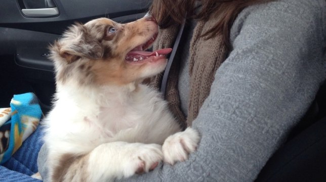 Estremecedoras imágenes de una perra escarbando entre unos escombros para rescatar a sus cachorros