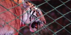 Un tigre consigue escapar de la jaula en un circo en China y ataca al aterrorizado público