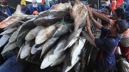 Kita Paling Hobi Nangkap Hiu