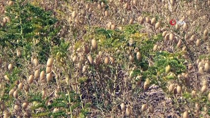 Bakliyat üreticisinin yüzü gülüyor