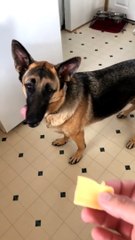 Smart Dog Smiles for a Snack