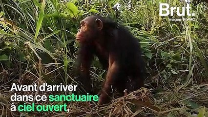 En RDC, trois chimpanzés ont été relâchés dans un sanctuaire à ciel ouvert