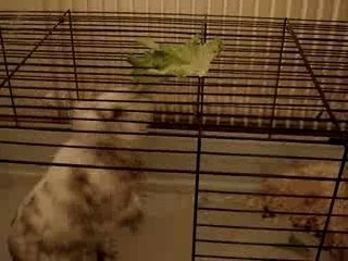 Kuku's Secret to Staying Slim: Sports & Veggies 🥗